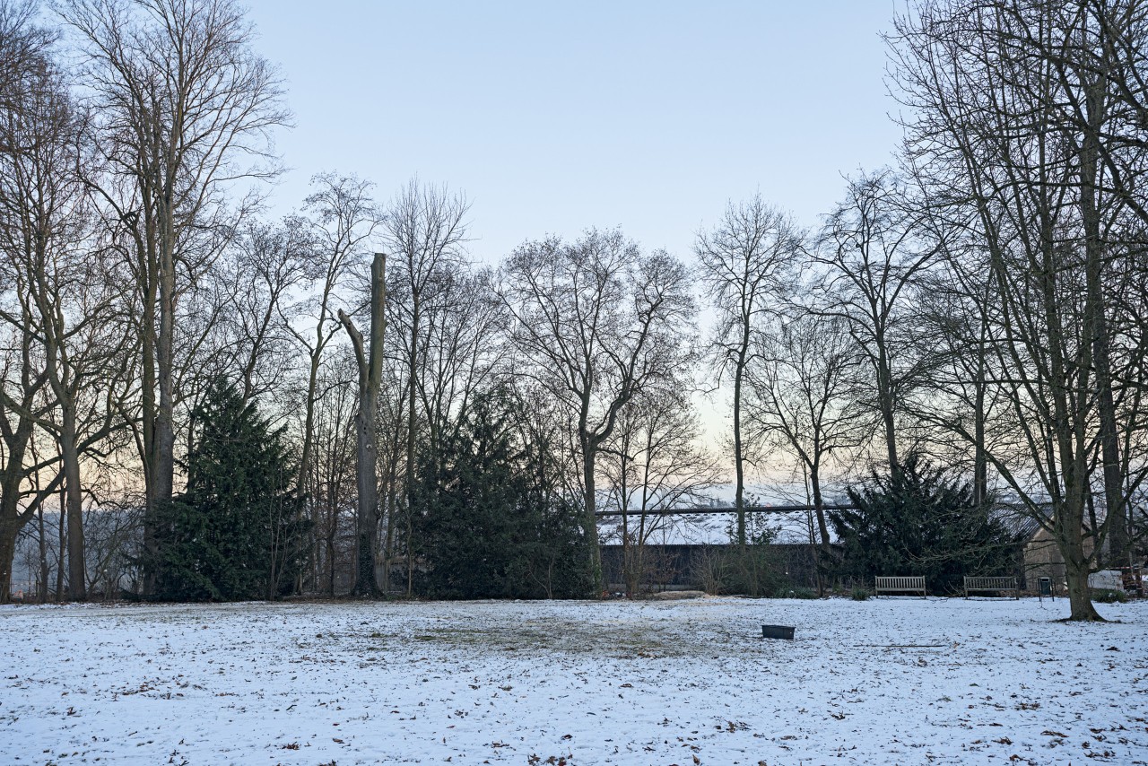A scene of an open area of ground covered in snow, with leafless trees around it