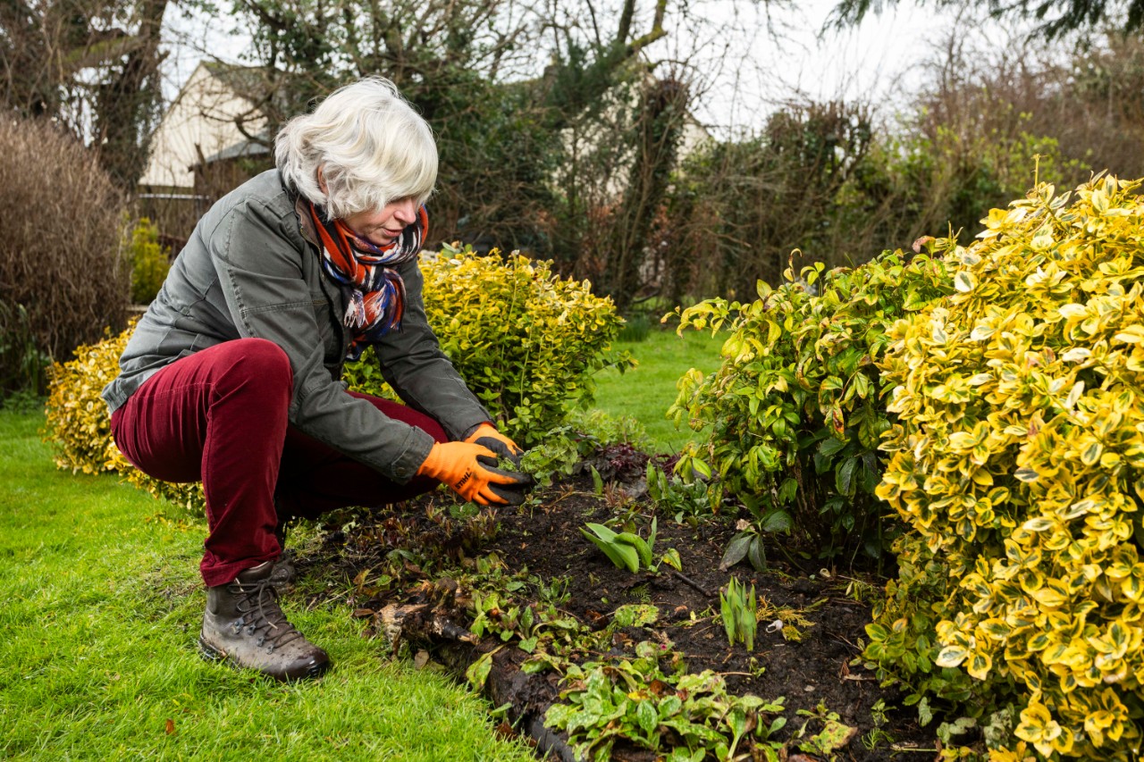 Jane Moore kneeling by flower bed about to put plant in the ground