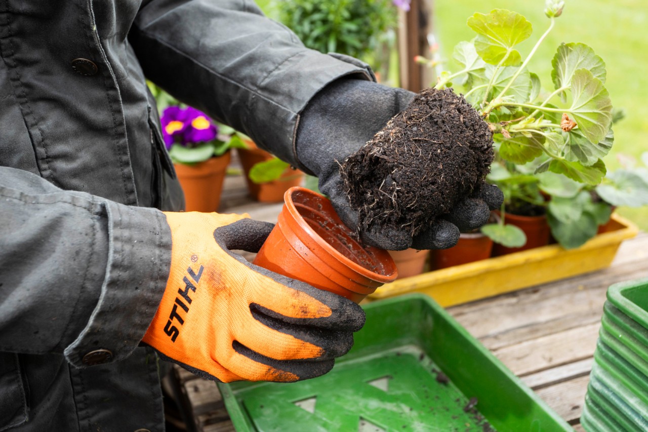 pulling plant out of pot