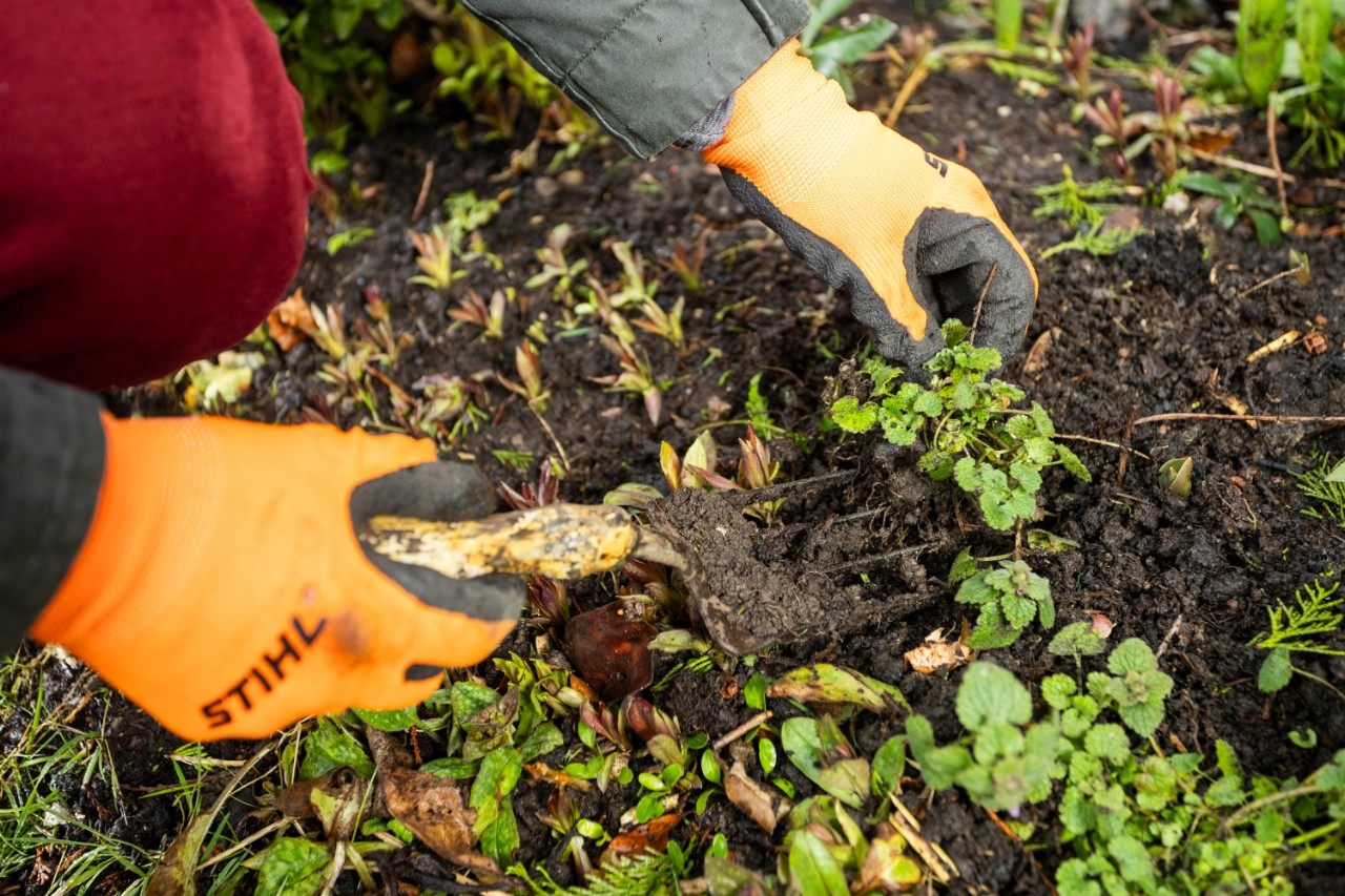 Weeding with a garden fork