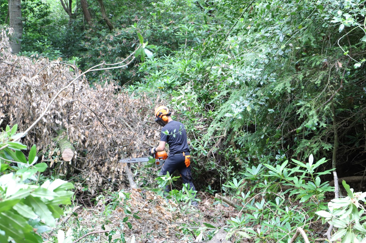 stihl team clearing overgrown woodland area