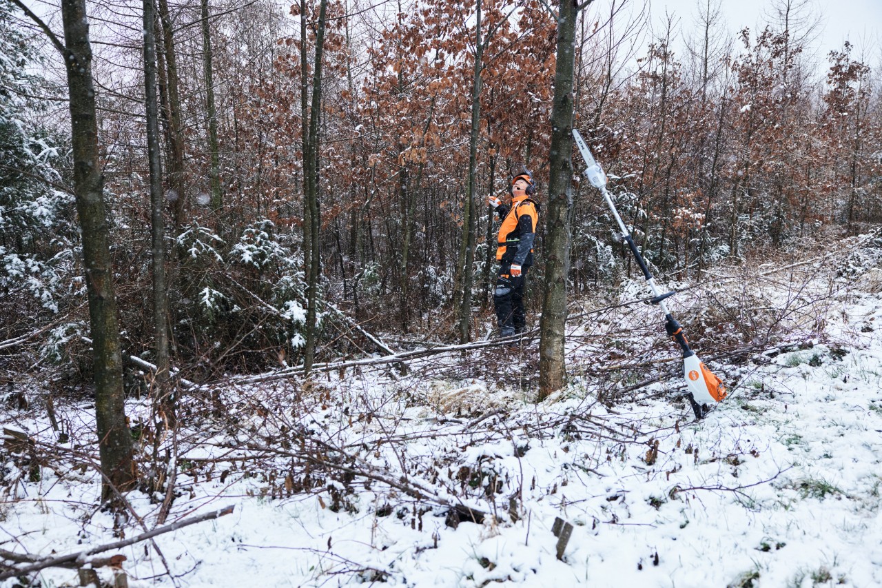 A forestry worker inspecting young trees