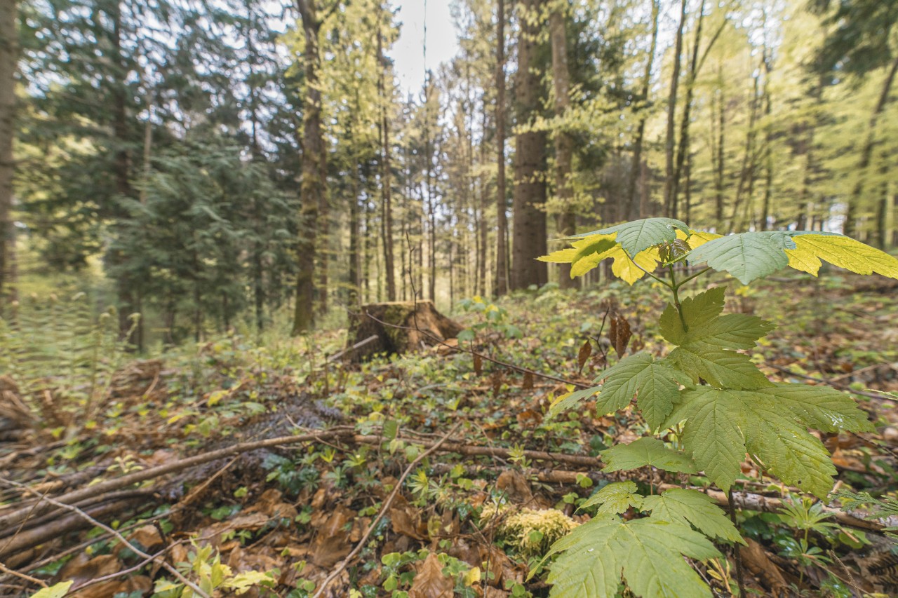 Forest area with a tree stump and branches on the ground