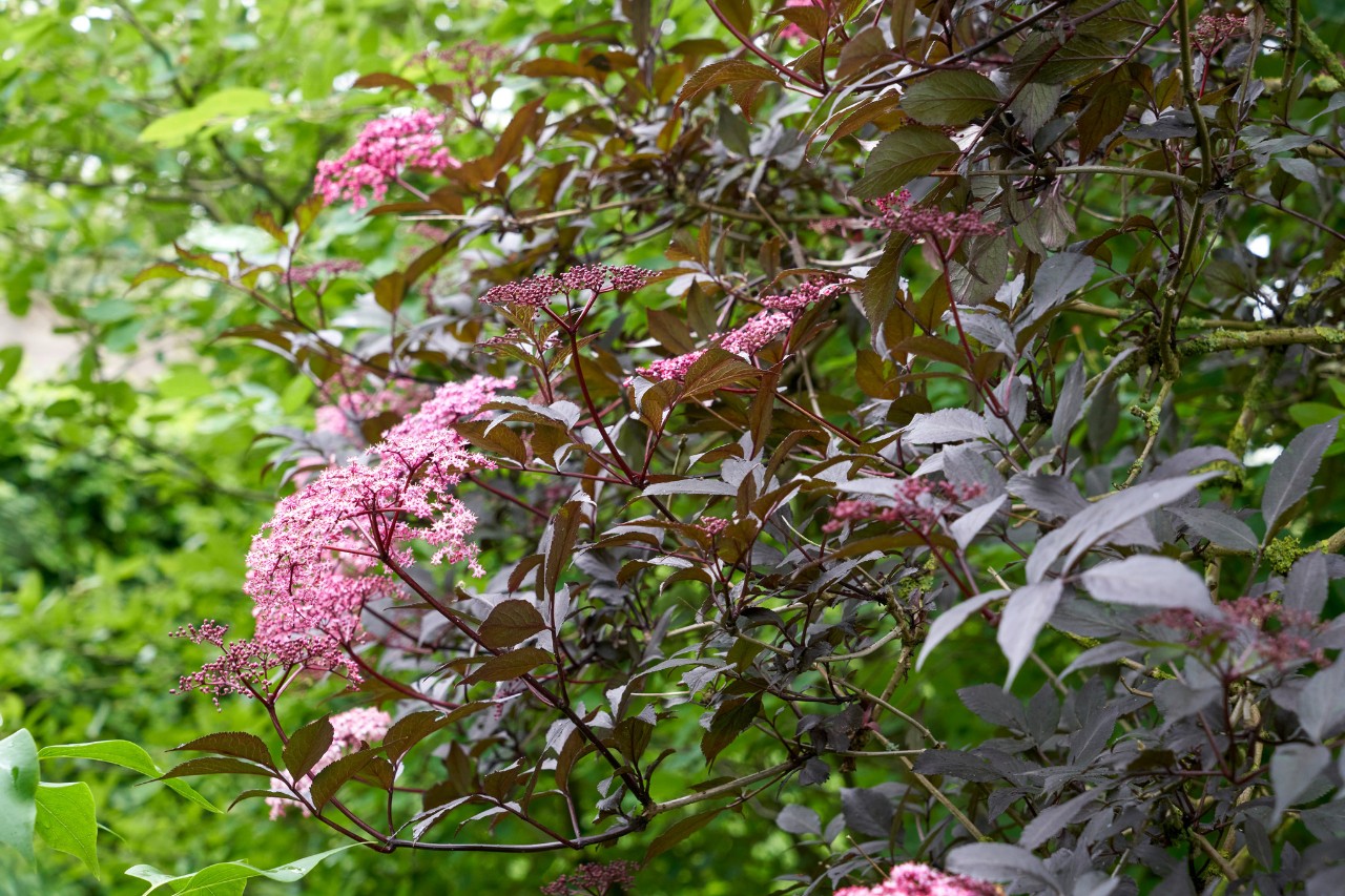 Black elder in a garden