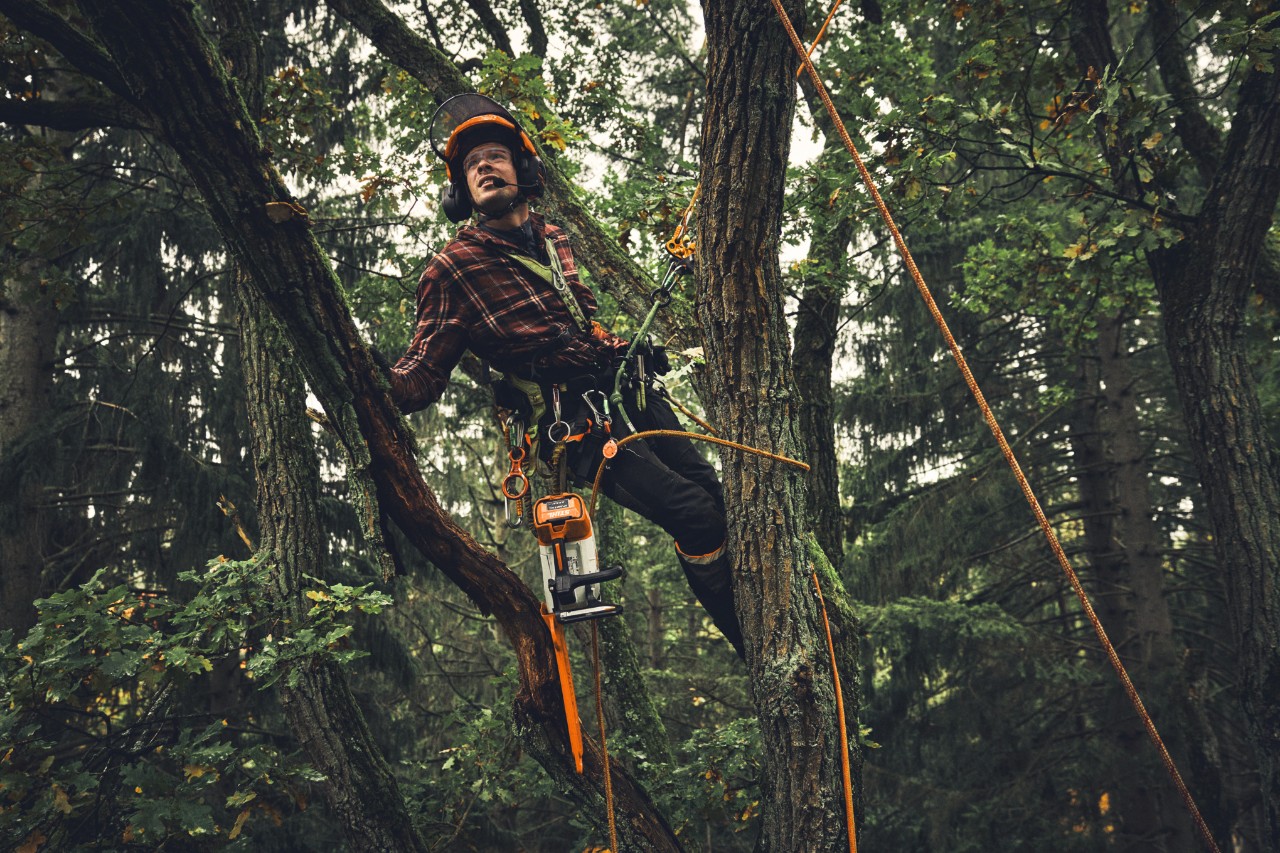 Man pruning with STIHL MSA 190 T cordless chainsaw