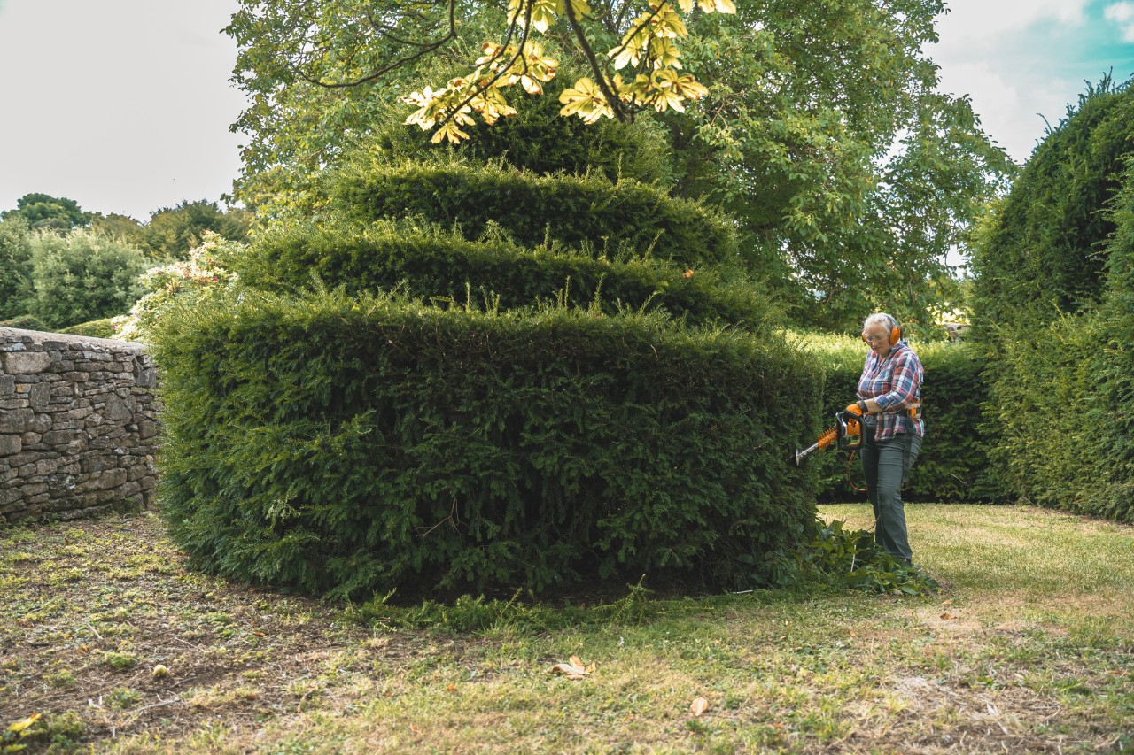 Aldetha Raymond trims a circular hedge with different height gradations