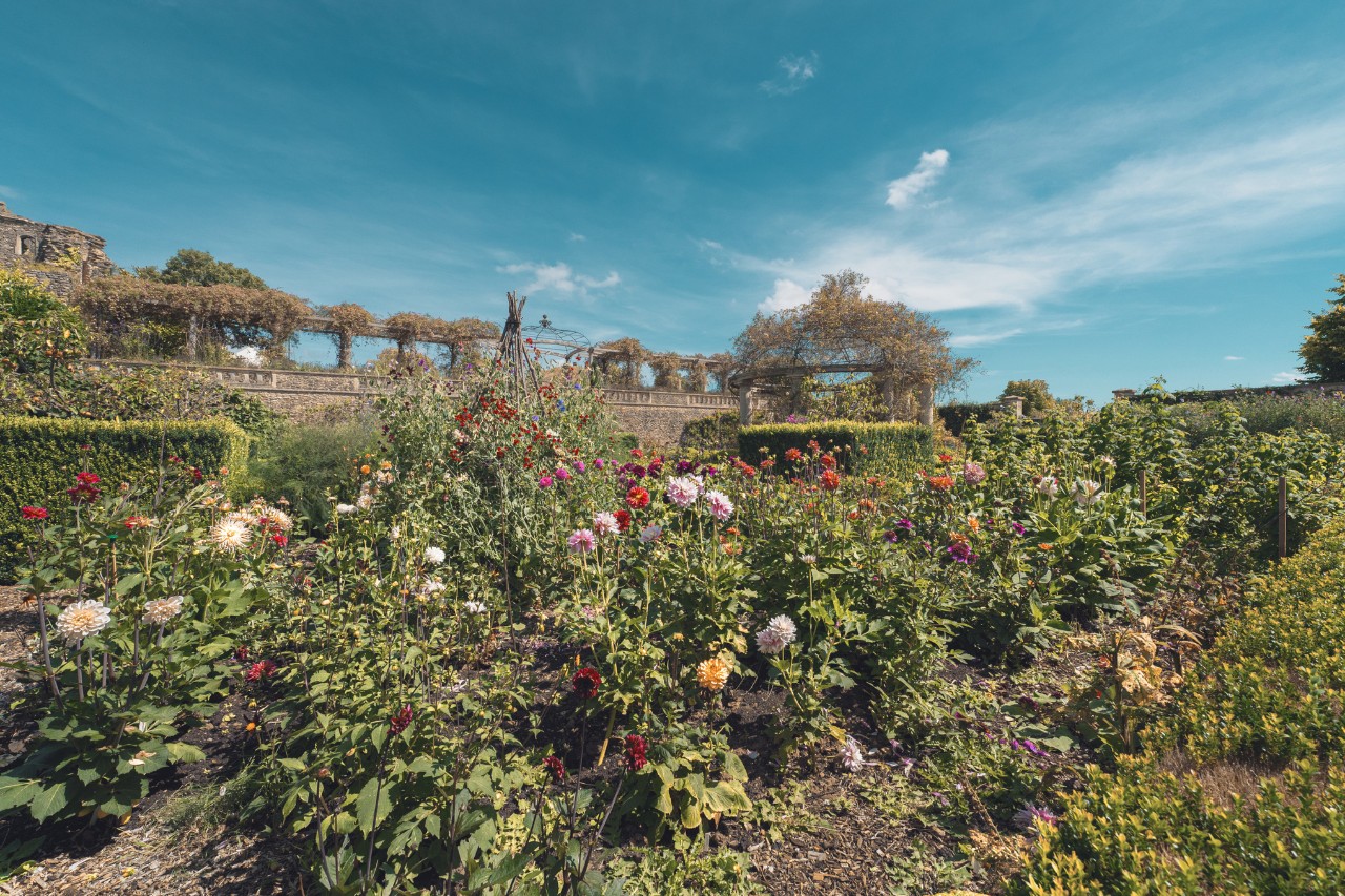 Wild growing zone with roses
