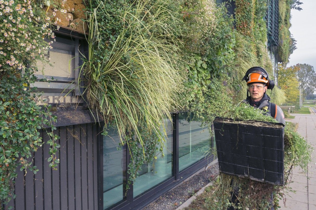 A man wearing a safety helmet carries a planter to renew the greenery of the building