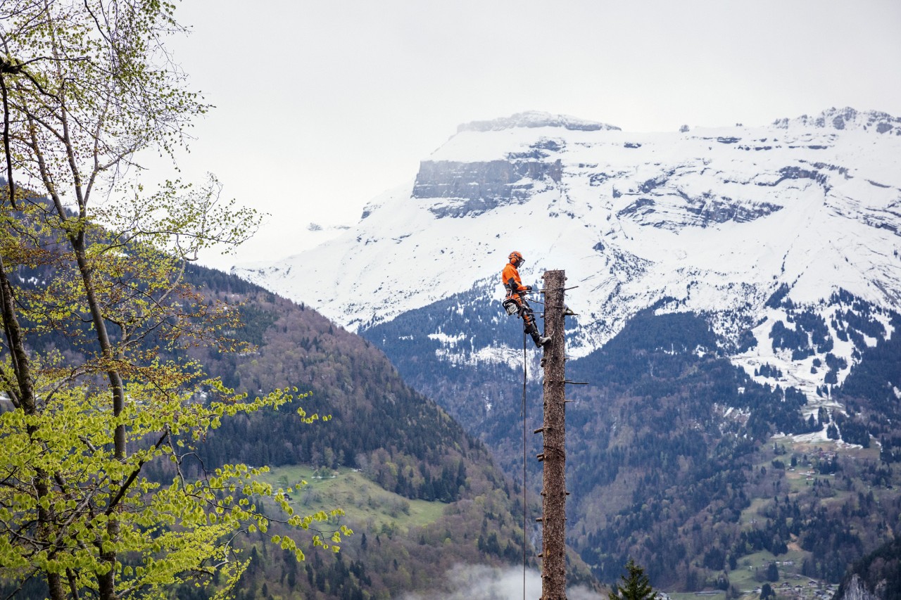 A worker in STIHL protective equipment works at the top of a tall tree trunk against a backdrop of trees and mountains.