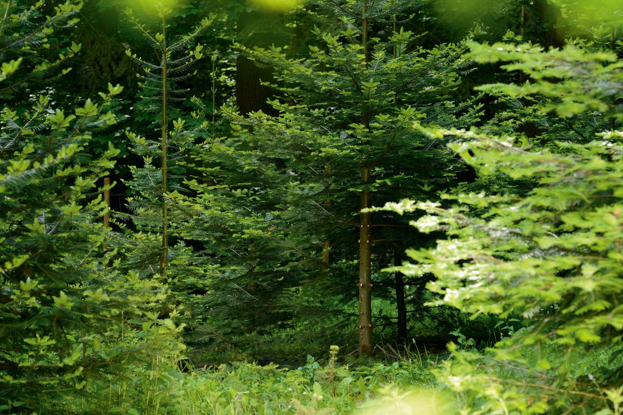 Trees in a deciduous forest