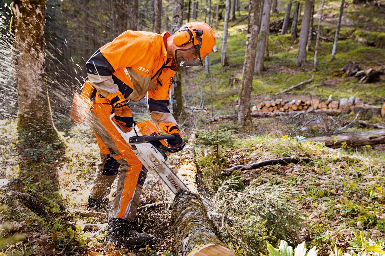 Forestry worker wearing STIHL protective clothing with Dynamic Vent trousers (cut protection class 1) sawing trees in the forest with a STIHL chainsaw